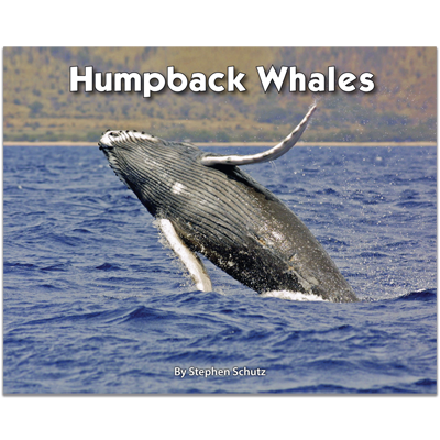 Detailed view of Humpback Whales
