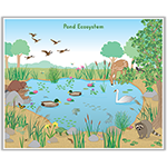Pond Ecosystem Poster thumbnail