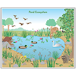 Pond Ecosystem Poster