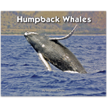 Humpback Whales thumbnail